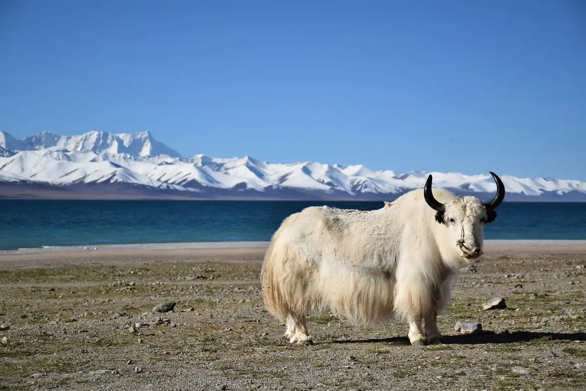 Yak grast am Ufer eines Bergsees