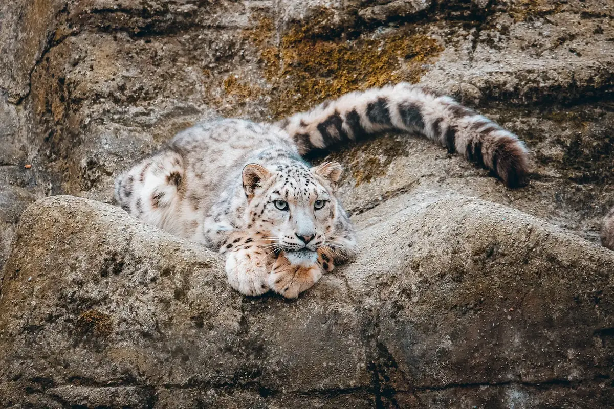 Sneleopard på en klippe