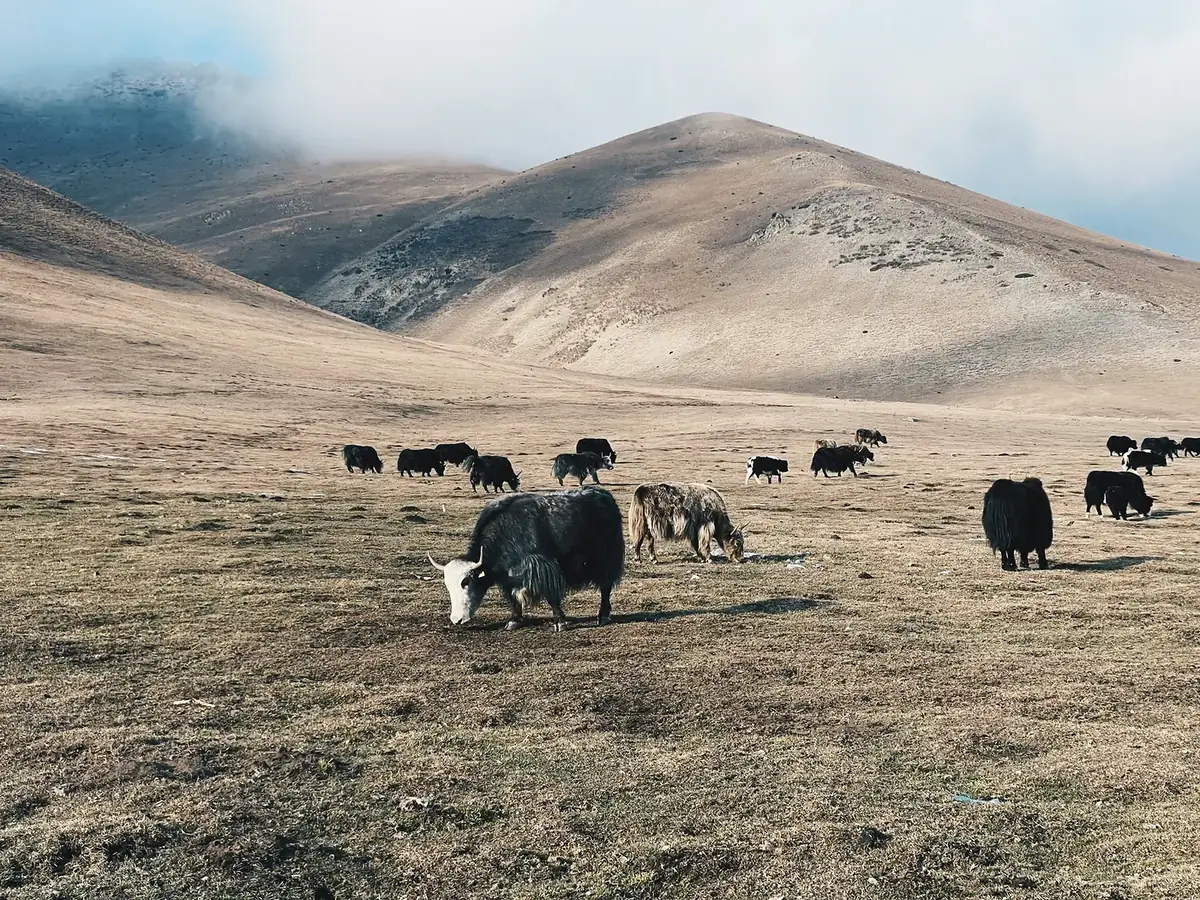 Betande jakar i Mongoliets kullar
